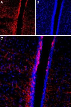 Expression of TRPC4 in rat brain Immunohistochemical staining of rat third ventricle region using Anti-TRPC4 (extracellular) antibody (#AG1322). A. TRPC4 staining (red) is detected along the wall of the third ventricle (horizontal arrow) and astrocytic fibers extending from the wall (vertical arrow). B. Nucleus staining using DAPI as the counterstain (blue). C. Merge images of A and B.