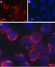 Expression of TRPC6 in rat PC12 cells Immunocytochemical staining of intact living PC12 cells. A. Extracellular staining of cells with Anti-TRPC6 (extracellular) antibody (#AG1321), (1:50), followed by goat anti-rabbit-AlexaFluor-594 secondary antibody. B. Nuclear staining with DAPI as the counterstain. C. Merged images of A and B.