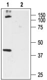 Western blot analysis of rat brain membrane proteins: 1. Anti-Cannabinoid Receptor 1 (extracellular) antibody (#AG1300), (1:200). 2. Anti-Cannabinoid Receptor 1 (extracellular) antibody, preincubated with the control peptide antigen.