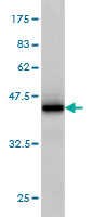 Antibody Reactive Against Recombinant Protein.Western Blot detection against Immunogen (37.62 KDa) . 