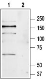Western blot analysis of mouse brain lysate: 1. Anti-mGluR1 (extracellular) antibody (#AG1263), (1:200). 2. Anti-mGluR1 (extracellular) antibody, preincubated with the control peptide antigen.