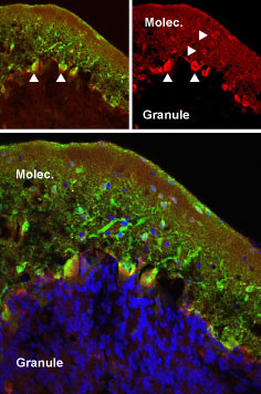 Expression of mGluR5 in rat cerebellum and hippocampus Immunohistochemical staining of perfusion-fixed frozen rat cerebellum sections using Anti-mGluR5 (extracellular) antibody (#AG1262), (1:50). mGluR5 (red) was detected in cerebellar Purkinje cells (vertical arrows) and in the molecular layer (horizontal arrows). Staining with mouse anti-parvalbumin (green) revealed co-localization in Purkinje but not in the molecular layer. Little staining of mGluR5 was detected in the granule layer. DAPI counterstain is used to visualize nuclei of all cells (blue).