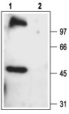 Western blot analysis of rat brain membranes: 1. Anti-TRPC6 antibody (#AG1455), (1:200). 2. Anti-TRPC6 antibody, preincubated with the control peptide antigen.