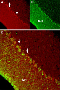 Expression of TRPC6 in mouse cerebellum Immunohistochemical staining of mouse cerebellum using Anti-TRPC6 antibody (#AG1455). A. TRPC6 (red) appears in Purkinje cells (arrows) and in the molecular (Mol) layer. B. Staining with mouse anti parvalbumin in the same brain section. C. Confocal merge of TRPC6 and PV demonstrates partial co-localization in the Purkinje and the molecular layers.