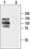 Western blot analysis of TRPV1 transfected HEK-293 cells: 1. Anti-TRPV1 antibody (#AG1452), (1:200). 2. Anti-TRPV1 antibody, preincubated with the control peptide antigen.