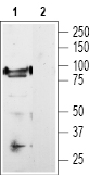 Western blot analysis of rat DRG lysate: 1. Anti-TRPV1 antibody (#AG1452), (1:200). 2. Anti-TRPV1 antibody, preincubated with the control peptide antigen.