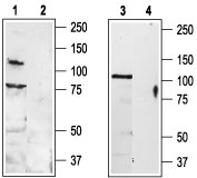 Western blot analysis of rat DRG (lanes 1 and 2) and rat brain (lanes 3 and 4) lysates: 1, 3. Anti-TRPV3 (extracellular) antibody (#AG1451), (1:200). 2, 4. Anti-TRPV3 (extracellular) antibody, preincubated with the control peptide antigen.