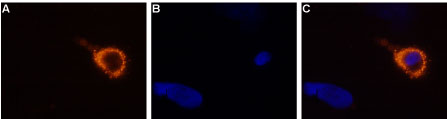 Expression of TRPV3 in rat DRG primary culture Immunocytochemical staining of living rat dorsal root ganglion (DRG) primary culture using Anti-TRPV3 (extracellular) antibody (#AG1451), (1:50-1:100), followed by goat anti-rabbit-AlexaFluor-555 secondary antibody (A). B. Nuclear staining with the cell-permeable dye Hoechst 33342. C. Merged image of panels A and B.
