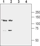 Western blot analysis of mouse (lanes 1 and 3) and rat (lanes 2 and 4) brain membranes: 1-2. Anti-EphB1 (extracellular) antibody (#AG1432), (1:800). 3-4. Anti-EphB1 (extracellular) antibody, preincubated with the control peptide antigen.