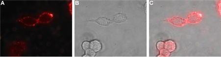 Expression of EphB1 in rat PC12 cells Immunocytochemical staining of live intact rat PC12 pheochromocytoma cells. A. Extracellular staining of cells with Anti-EphB1 (extracellular) antibody (#AG1432), (1:100), followed by goat anti-rabbit-AlexaFluor- 594 (red). B. Live image of the cells. C. Merge of the two images.