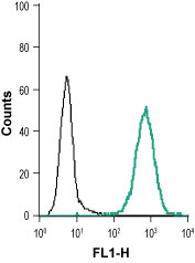 Indirect flow cytometry analysis of live intact human THP-1 monocytic leukemia cell line: ___ Cells + goat anti-rabbit-AlexaFluor-488 secondary antibody.___ Cells + Anti-EphB1 (extracellular) antibody (#AG1432), (1:15) + goat-anti-rabbit-Alexa-488.