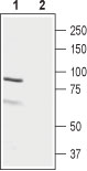Western blot analysis of rat ovary lysate: 1. Anti-LH Receptor (extracellular) antibody (#AG1424), (1:2000). 2. Anti-LH Receptor (extracellular) antibody, preincubated with the control antigen.