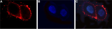 Expression of LH receptor in human ovary cell line Immunocytochemical staining of intact living OVCAR3 cells. A. Extracellular staining of cells with Anti-LH Receptor (extracellular) antibody (#AG1424), (1:25) followed by goat anti-rabbit-AlexaFluor-594 secondary antibody. B. Nuclear staining of cells using DAPI as the counterstain. C. Merged images of A and B.