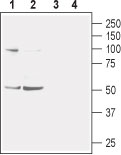 Western blot analysis of mouse (lanes 1 and 3) and rat (lanes 2 and 4) brain membranes: 1-2. Anti-Nicotinic Acetylcholine Receptor α2 (extracellular) antibody (#AG1422), (1:400). 3-4. Anti-Nicotinic Acetylcholine Receptor α2 (extracellular) antibody, preincubated with the control peptide antigen.