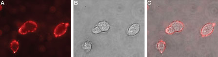 Expression of Nicotinic Acetylcholine Receptor α2 in rat PC12 pheochromocytoma cells Immunocytochemical staining of live intact rat PC12 pheochromocytoma cells. A. Extracellular staining of live cells with Anti-Nicotinic Acetylcholine Receptor α2 (extracellular) antibody (#AG1422), (1:50), followed by goat anti-rabbit-AlexaFluor-594 (red). B. Live image of the cells. C. Merge of the two images.