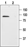 Western blot analysis of rat brain membranes: 1. Anti-Human p75NTR (extracellular) antibody (#AG1417), (1:200). 2. Anti-Human p75NTR (extracellular) antibody, preincubated with the control peptide antigen.