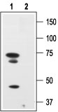 Western blot analysis of human melanoma cells A875: 1. Anti-Human p75NTR (extracellular) antibody (#AG1417), (1:200). 2. Anti-Human p75NTR (extracellular) antibody, preincubated with the control peptide.