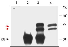 Immunoprecipitation of 3T3/p75NTR transfected cells: 1. Cell lysate + protein A beads. 2. Cell lysate + protein A beads + pre-immune rabbit serum. 3. Cell lysate + protein A beads + Anti-Human p75NTR (extracellular) antibody (#AG1417). 4. Cell lysate. Red arrows indicate the p75NTR receptor while the black arrow shows the IgG heavy chain. Immunoblot was performed with the Anti-Human p75NTR (extracellular) antibody.