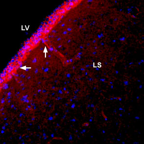 Expression of NBCe1 in rat lateral septum Immunohistochemical staining of immersion-fixed, free floating rat brain frozen sections using Anti-NBCe1 (extracellular) antibody (#AG1415), (1:400). NBCe1 staining (red) is detected in blood vessel outlines (vertical arrow) in the lateral septum (LS) and along the wall of the lateral ventricle (LV) (horizontal arrow). DAPI is used as the counterstain (blue).