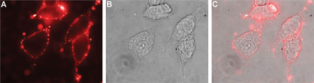 Expression of NBCe1 in rat PC12 cells Immunocytochemical staining of live intact rat PC12 pheochromocytoma cells. A. Extracellular staining of cells with Anti-NBCe1 (extracellular) antibody (#AG1415), (1:100), followed by goat anti-rabbit-AlexaFluor-594 secondary antibody (red). B. Live image of the cells. C. Merge of the two images.