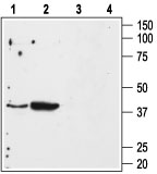 Western blot analysis of mouse kidney (lanes 1 and 3) and mouse heart (lanes 2 and 4) membranes: 1, 2. Anti-Angiotensin II Receptor Type-1 (extracellular) antibody (AG1463), (1:500). 3, 4. Anti-Angiotensin II Receptor Type-1 (extracellular) antibody, preincubated with the control peptide antigen.