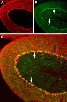 Expression of Angiotensin II Receptor Type-1 in mouse cerebellum Immunohistochemical staining of mouse cerebellum using Anti-Angiotensin II Receptor Type-1 (extracellular) antibody (#AG1463). A. Mouse anti-Parvalbumin (red) is detected in the Purkinje layer. B. In the same section, AT1 receptor (green) is also present in the Purkinje layer. Arrows point at AT1 receptor immunoreactive cells. Merge of A and B pannels reveals partial co-localization.