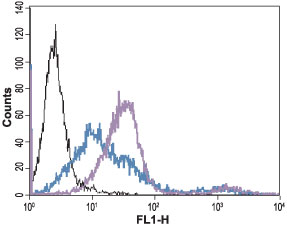 Indirect flow cytometry analysis of live intact human Jurkat T-cell leukemia cells: Black: Unstained cells + goat-anti-rabbit-FITC. Green: Cells + Anti-Angiotensin II Receptor Type-1 (extracellular) antibody (#AG1463), (5 µg) + goat-anti-rabbit-FITC. Green: Cells + Anti-Angiotensin II Receptor Type-1 (extracellular) antibody, (10 µg) + goat-anti-rabbit-FITC.