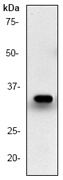 A. Western blot analysis on PC-12 cell lysate using anti-C/EBP Beta RabMAb (Cat. #AJ1110b), dilution 1:2,000.