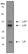 A. Western blot analysis on PC-12 cell lysate using anti-C/EBP Beta RabMAb (Cat. #AJ1110a), dilution 1:5,000.