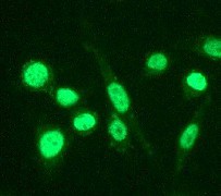 B. Immunofluorescent staining of HeLa cells using anti-C/EBP Beta RabMAb (Cat. #AJ1110a).