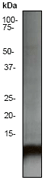 A. Western blot analysis on Hela cell lysate using anti-Ubiquitin (C-term) RabMAb (Cat. #AJ1807a), dilution 1:2,000.