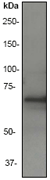 A. Western blot analysis on human skeletal muscle lysate using anti-Synip RabMAb (Cat. #AJ1754a), dilution 1:1,000.