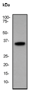 A. Western blot analysis on HeLa cell lysate using anti-Mo25 RabMAb (Cat. #AJ1504a).