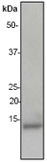 A. Western blot of anti-MIP1 beta (N-term) RabMAb (Cat. #AJ1481b).