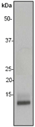 A. Western blot of anti-MIP1 beta (C-term) RabMAb (Cat. #AJ1481a).