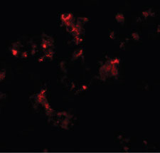 Immunofluorescence of TTYH2 in human kidney tissue with TTYH2 antibody at 20 ug/ml.