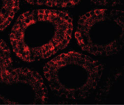 Immunofluorescence of MOSPD1 in mouse testis tissue with MOSPD1 antibody at 20 ug/ml.
