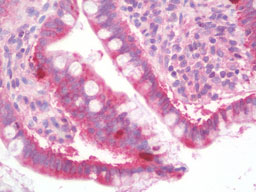 Anti-MOSPD1 antibody IHC staining of human small intestine.