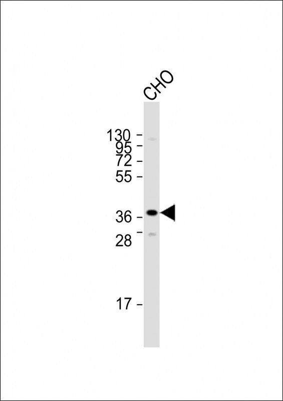 Anti-Sirt3 Antibody (C-term) at 1:2000 dilution + CHO whole cell lysate Lysates/proteins at 20 µg per lane. Secondary Goat Anti-Rabbit IgG, (H+L), Peroxidase conjugated at 1/10000 dilution. Predicted band size : 37 kDa Blocking/Dilution buffer: 5% NFDM/TBST.