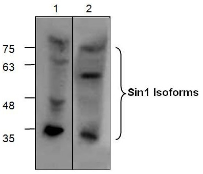Western blot analysis of Sin1 with Jurkat cell lysates (Lane 1) and rat kidney tissue lysate (Lane 2).