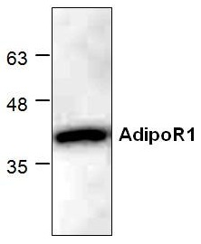 Antibody. Western blot analysis of AdipoR1 with 3T3 cell lysate.