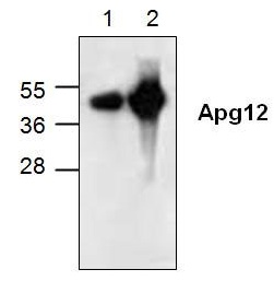 Western blot analysis of Apg12 in 3T3 cell lysate (Lane 1) and rat kidney tissue lysate (Lane 2).