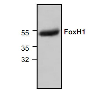 Western blot analysis of FoxH1 expression in 3T3 cell lysate.