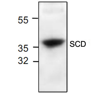 Western blot analysis of SCD with rat kidney tissue lysate.