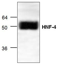 Western blot analysis of HNF-4 with mouse small intestine tissue lysate.