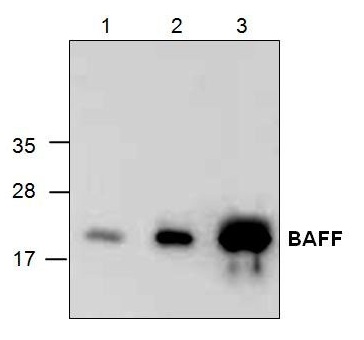 Western blot analysis of BAFF expression with Jurkat cell lysate.