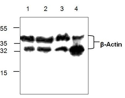 Western blot analysis of β -Actin in Jurkat cell lysate (left lane) and mouse intestine tissue lysate (right lane).