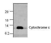 Western blot analysis of cytochrome c expression in rat kidney tissue lysate.