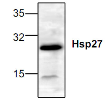 Western blot analysis of Hsp27 expression in rat tissue lysate.