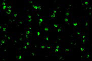 Immunofluorescence of Raptor in L1210 cells with Raptor antibody at 10 µg/mL.